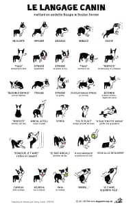langage canin