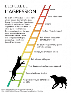 echelle d'agression canine