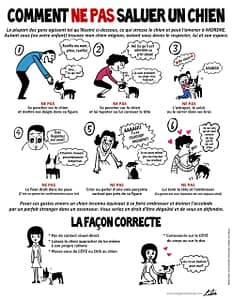 cmt ne pas saluer chien