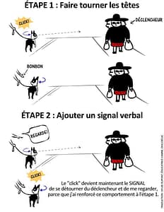 focus chien
