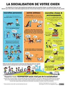 socialisation chien