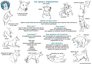 signaux d'apaisement autrement
