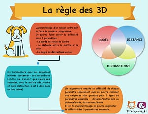 Education-canine-3D-sm