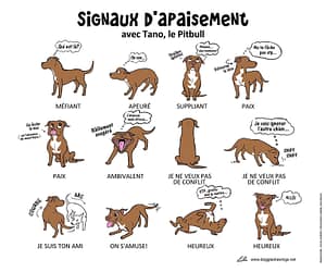 signaux d'apaisements pitt bull