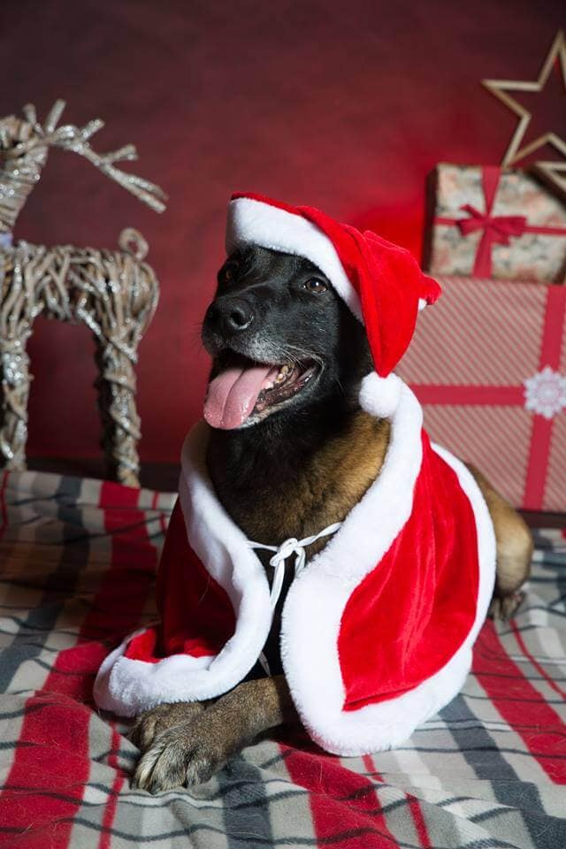 Chien malinois de noël
